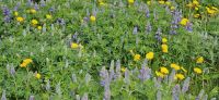 PICTURES/Sites Around Heimaey Island - Little of this and That/t_Flowers11.jpg